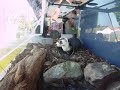 Black-footed ferret on display Black-footed ferret on display