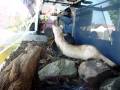 Black-footed ferret on display