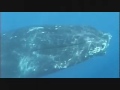 Humpback Whales Underwater Humpback Whales Underwater