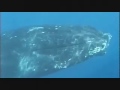 Humpback Whales Underwater