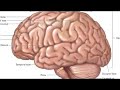 On the Concept of Natural Intelligence