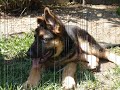 Quantum the Ultimate GSD at 3 months!