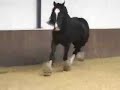 Horses - horseshoeing - cytekhorse.com