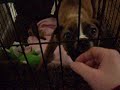 Kensington In her cage