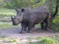 videos de Video - Rhino 1.AVI