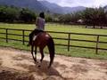 Haras
