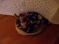 Sad Dog in E-collar
