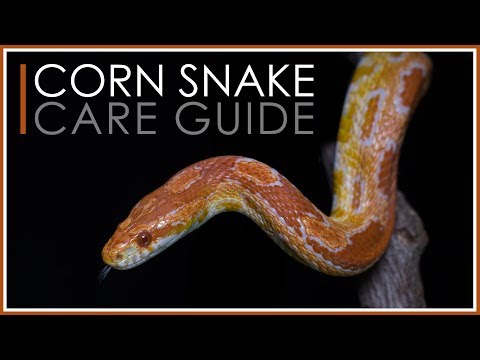 YouTube reptile video