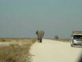 elephant in the road