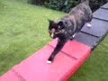 Cat Agility?!?! Cat Agility?!?!