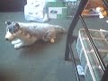 Creepy dog come to attack webcam ROFL