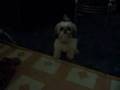 Shih