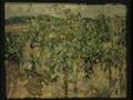 ARSIA - Sintomi di Mal dell'esca della vite