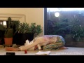ELECTROMAGNETIC FIELD set YOGA LIVE
