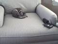 videos de Scaring My Kitty Cat Jack