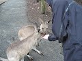 Feeding kangaroos