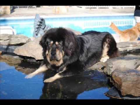 tibet mastiff