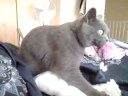 Wafer british shorthair cat with his toy in mouth