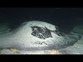 Cocos Island Sealife Part 1