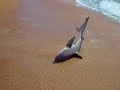 Washed Up Bull Shark Washed Up Bull Shark