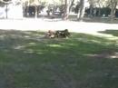 Basset Hounds jugando en el parque Basset Hounds jugando en el parque