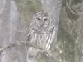 Barred Owl in my back yard Barred Owl in my back yard