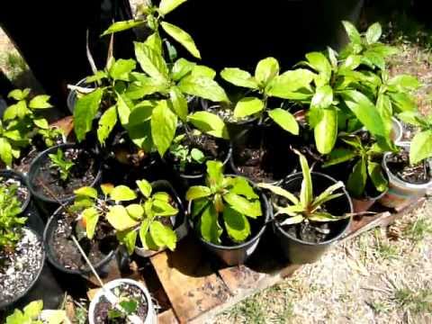 How To Grow Fruit Trees From Seed Outdoors In Containers Year Round
