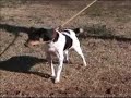 Adopt Chloe the Rat Terrier X in SC