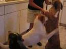 My Kidz (dogz) My Kidz (dogz)