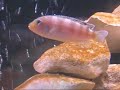 Malawi African Cichlids