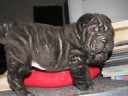 sweet dog feja sweet dog feja