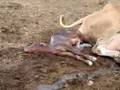 Cow #29 giving birth 