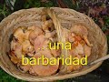 Himno Oficial de la Republica Navarra Independiente