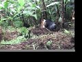 Silverback gorilla breaking banana tree