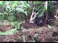 Silverback gorilla breaking banana tree
