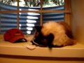 Caymus, a 5-year old Ragdoll cat, on a Window Sill in the Basement