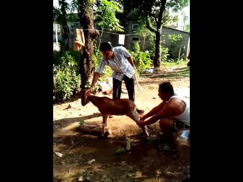 girl killing goat