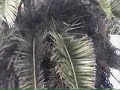 Ultimate Birds Nest Ultimate Birds Nest