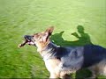 My dog Ruby at 6 months old My dog Ruby at 6 months old