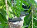 Hammingbird Hammingbird