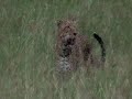 leopard reclaims baboon