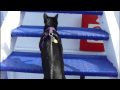 Lava the Cat aboard Marine Atlantic Ship m/v Leif Ericson in the Gulf of St. Lawrence