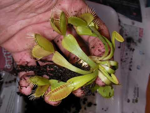 how to grow dionaea muscipula