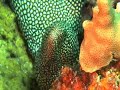 Eels of Sipadan