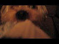 Rocco's First Movie