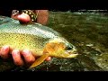 Tiny creek, big cutthroat