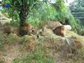 gay lions vs the police