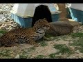 Bobcat grooms ocelot