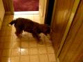 videos de Puppy Playing with Door Stopper