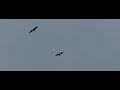 4 reigers zweven